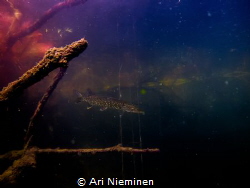 Evening Dusk by Ari Nieminen 